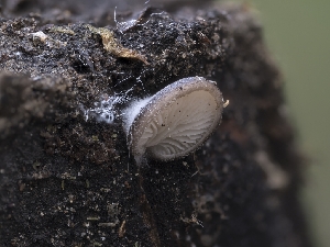  ( - HAY-F-004392)  @11 [ ] by-nc (2023) Stu Pickell Fungal Diversity Survey