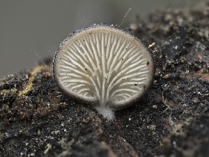  (Hohenbuehelia grisea - HAY-F-004392)  @11 [ ] by-nc (2023) Stu Pickell Fungal Diversity Survey