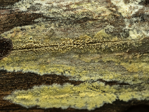  (Sarcodontia - HAY-F-002839)  @11 [ ] by-nc (2023) Stu Pickell Fungal Diversity Survey