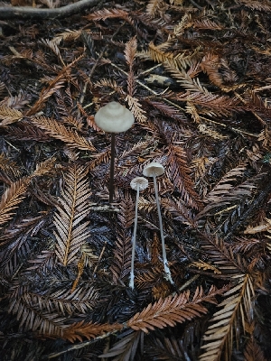  ( - HAY-F-006212)  @11 [ ] by (2023) Mandy Hackney Fungal Diversity Survey