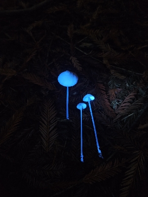  ( - HAY-F-006212)  @11 [ ] by (2023) Mandy Hackney Fungal Diversity Survey