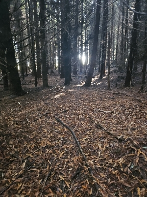  ( - HAY-F-006212)  @11 [ ] by (2023) Mandy Hackney Fungal Diversity Survey