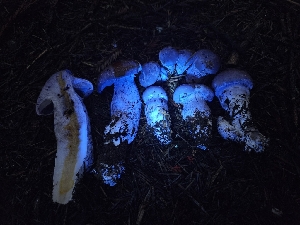  ( - HAY-F-006333)  @11 [ ] by (2023) Mandy Hackney Fungal Diversity Survey