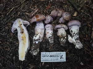 ( - HAY-F-006333)  @11 [ ] by (2023) Mandy Hackney Fungal Diversity Survey