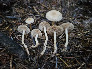  (Rhodocybe sp. nuciolens-CA01 - HAY-F-006332)  @11 [ ] by (2023) Mandy Hackney Fungal Diversity Survey