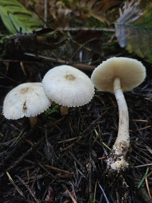  ( - HAY-F-006309)  @11 [ ] by (2023) Mandy Hackney Fungal Diversity Survey