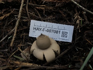  ( - HAY-F-007081)  @11 [ ] by-nc (2023) Dean Lyons Fungal Diversity Survey