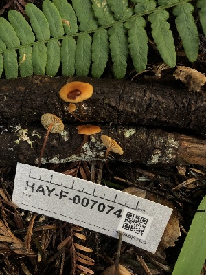  ( - HAY-F-007074)  @11 [ ] by-nc (2023) Dean Lyons Fungal Diversity Survey