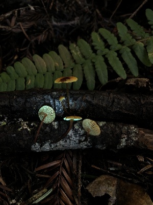  ( - HAY-F-007074)  @11 [ ] by-nc (2023) Dean Lyons Fungal Diversity Survey