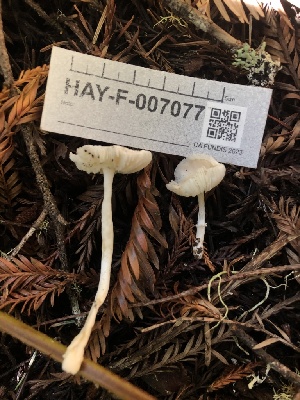  ( - HAY-F-007077)  @11 [ ] by-nc (2023) Dean Lyons Fungal Diversity Survey