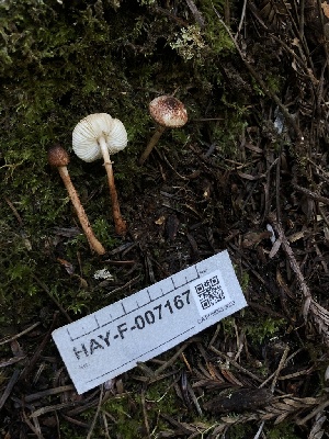  ( - HAY-F-007167)  @11 [ ] by-nc (2023) Dean Lyons Fungal Diversity Survey