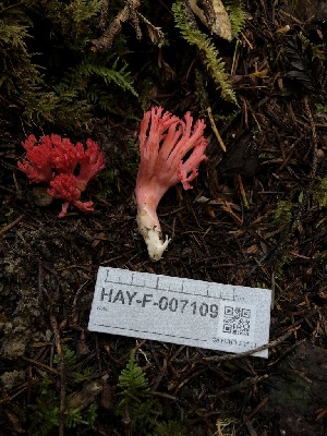  ( - HAY-F-007109)  @11 [ ] by-nc (2023) Dean Lyons Fungal Diversity Survey