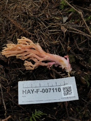  ( - HAY-F-007110)  @11 [ ] by-nc (2023) Dean Lyons Fungal Diversity Survey