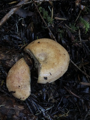  ( - HAY-F-007112)  @11 [ ] by-nc (2023) Dean Lyons Fungal Diversity Survey