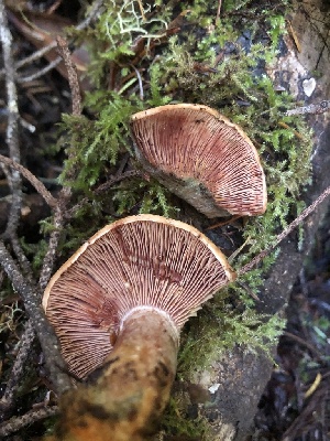  ( - HAY-F-007112)  @11 [ ] by-nc (2023) Dean Lyons Fungal Diversity Survey