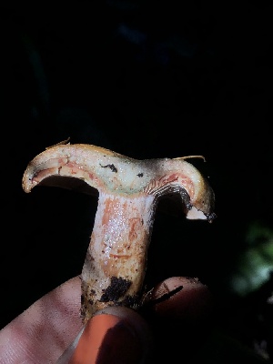  ( - HAY-F-007112)  @11 [ ] by-nc (2023) Dean Lyons Fungal Diversity Survey