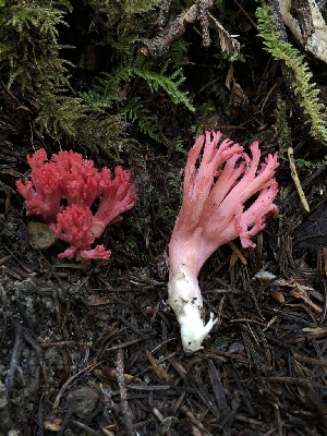  ( - HAY-F-007109)  @11 [ ] by-nc (2023) Dean Lyons Fungal Diversity Survey