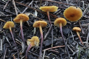  (Xeromphalina sp. CA03 - HAY-F-007279)  @11 [ ] by-nc (2023) Taye Bright Fungal Diversity Survey