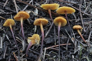  ( - HAY-F-007279)  @11 [ ] by-nc (2023) Taye Bright Fungal Diversity Survey