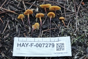  ( - HAY-F-007279)  @11 [ ] by-nc (2023) Taye Bright Fungal Diversity Survey