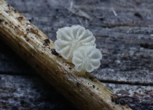  ( - HAY-F-007282)  @11 [ ] by-nc (2023) Taye Bright Fungal Diversity Survey