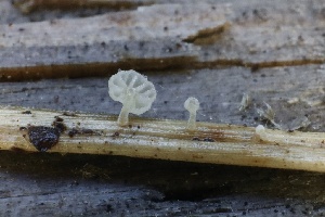  (Resinomycena sp. CA01 - HAY-F-007282)  @11 [ ] by-nc (2023) Taye Bright Fungal Diversity Survey