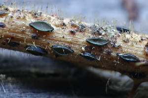  (Hypoderma - HAY-F-007283)  @11 [ ] by-nc (2023) Taye Bright Fungal Diversity Survey