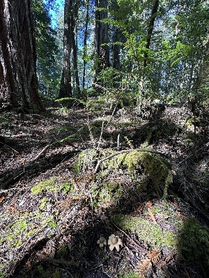  ( - HAY-F-007292)  @11 [ ] by-nc (2023) Taye Bright Fungal Diversity Survey
