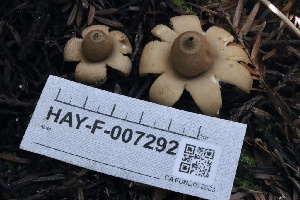  ( - HAY-F-007292)  @11 [ ] by-nc (2023) Taye Bright Fungal Diversity Survey