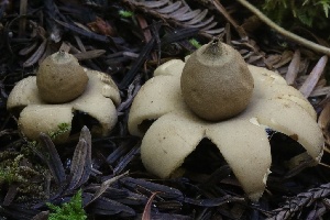  (Geastrum sp. saccatum-PNW01 - HAY-F-007292)  @11 [ ] by-nc (2023) Taye Bright Fungal Diversity Survey