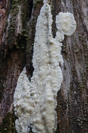  (Lentoporiaceae - HAY-F-007298)  @11 [ ] by-nc (2023) Taye Bright Fungal Diversity Survey