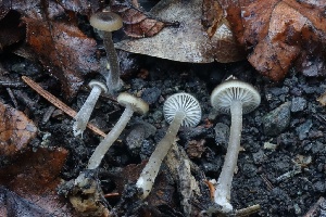  ( - HAY-F-007302)  @11 [ ] by-nc (2023) Taye Bright Fungal Diversity Survey