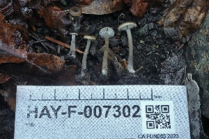  ( - HAY-F-007302)  @11 [ ] by-nc (2023) Taye Bright Fungal Diversity Survey