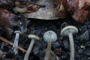  ( - HAY-F-007302)  @11 [ ] by-nc (2023) Taye Bright Fungal Diversity Survey