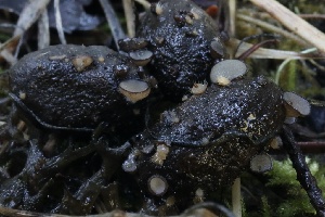  (Pseudombrophila sp. CA01 - HAY-F-007304)  @11 [ ] by-nc (2023) Taye Bright Fungal Diversity Survey