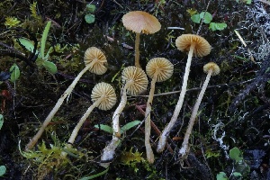  ( - HAY-F-007305)  @11 [ ] by-nc (2023) Taye Bright Fungal Diversity Survey