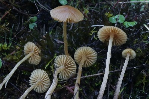  ( - HAY-F-007305)  @11 [ ] by-nc (2023) Taye Bright Fungal Diversity Survey