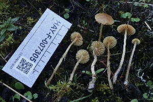  ( - HAY-F-007305)  @11 [ ] by-nc (2023) Taye Bright Fungal Diversity Survey