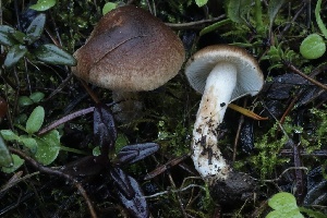 ( - HAY-F-007306)  @11 [ ] by-nc (2023) Taye Bright Fungal Diversity Survey
