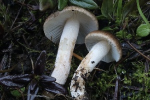  ( - HAY-F-007306)  @11 [ ] by-nc (2023) Taye Bright Fungal Diversity Survey