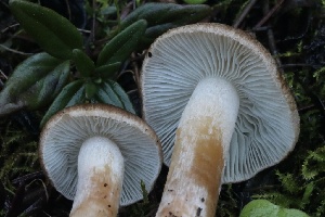  ( - HAY-F-007306)  @11 [ ] by-nc (2023) Taye Bright Fungal Diversity Survey