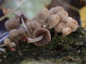  ( - HAY-F-003451)  @11 [ ] by-nc (2023) Sadie Hickey Fungal Diversity Survey