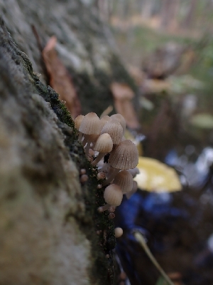  ( - HAY-F-003451)  @11 [ ] by-nc (2023) Sadie Hickey Fungal Diversity Survey