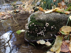  ( - HAY-F-003451)  @11 [ ] by-nc (2023) Sadie Hickey Fungal Diversity Survey
