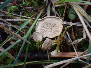  (Arrhenia sp. CA09 - HAY-F-003452)  @11 [ ] by-nc (2023) Sadie Hickey Fungal Diversity Survey