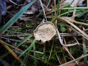  ( - HAY-F-003452)  @11 [ ] by-nc (2023) Sadie Hickey Fungal Diversity Survey