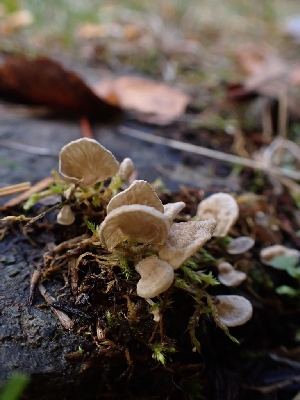  ( - HAY-F-003452)  @11 [ ] by-nc (2023) Sadie Hickey Fungal Diversity Survey