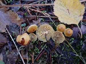  (Xeromphalina sp. cauticinalis-PNW04 - HAY-F-003453)  @11 [ ] by-nc (2023) Sadie Hickey Fungal Diversity Survey