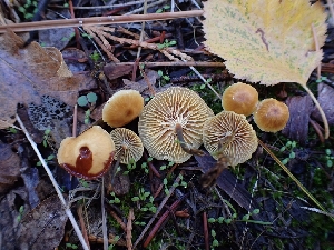  ( - HAY-F-003453)  @11 [ ] by-nc (2023) Sadie Hickey Fungal Diversity Survey