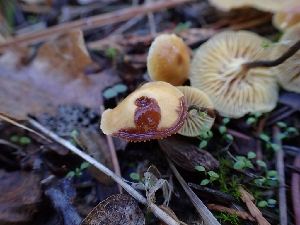  ( - HAY-F-003453)  @11 [ ] by-nc (2023) Sadie Hickey Fungal Diversity Survey